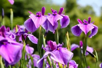 <p>The irises thrive so majestically here at Shobu-en</p>