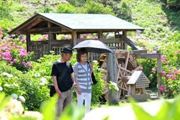 <p>A couple admiring the 140,000 iris garden</p>