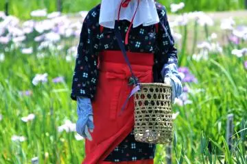 <p>140,000 irises must be cared for by these beautiful Japanese women</p>