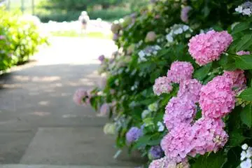 <p>Walking paths are in full bloom with pink, blue and white&nbsp;hydrangeas</p>