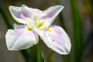 <p>Iris flowers are characterized by their unique shape</p>
