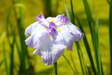 <p>The primary meanings for irises include faith, hope, wisdom, courage, and admiration.</p>