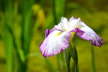 <p>When given as gifts, irises can convey deep sentiments.</p>