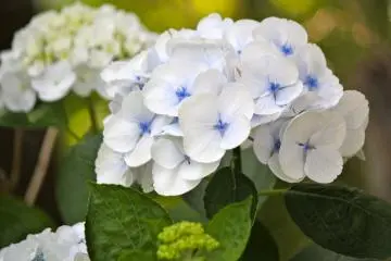 <p>A unique variety of hydrangeas. I love the white and blue combination!</p>