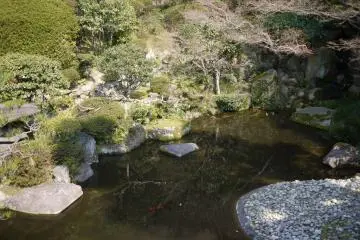 koi pond