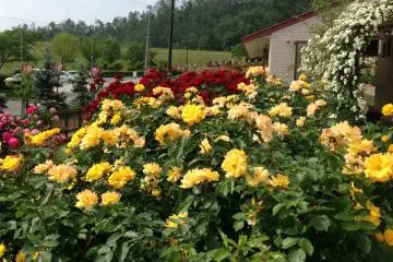 <p>The serenity and natural beauty of this park add to the enchantment.&nbsp; It was my first visit to a rose garden and I definitely hope to return before the festival ends.</p>