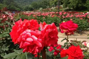 <p>The further I strolled, the more blooms I saw ahead of me. Roses of every size, color and scent can be found here. &nbsp;</p>