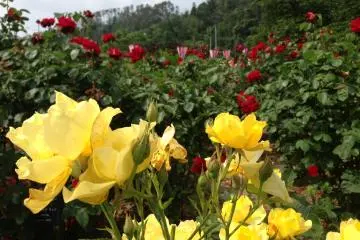 <p>Flowers were first planted here in 1956 and those aged trees still produce magnificent blooms to this day.</p>