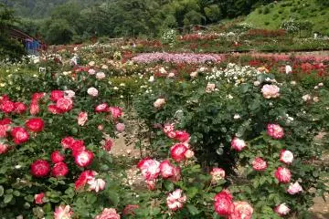 <p>Be prepared to spend quite a few hours enjoying the garden. Apart from the visual delight, you'll find yourself smelling the roses too. They each have their own unique scent. Some had a very mild scent, and others you could smell them before you reached them.</p>