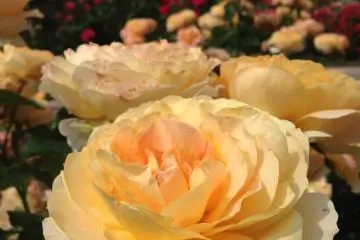 <p>If you look carefully enough, you would notice a tinge of red. This is something that drew my attention because the closer I got to the roses, the more fantastical they became.</p>