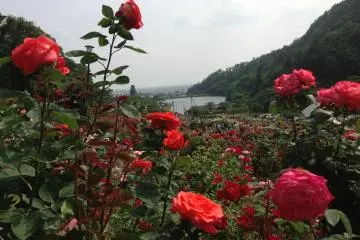 Yamagata's Rose Haven