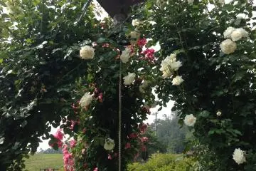 <p>I was told this is a "Happiness Bell". Everybody who passed near it stopped to ring the bell. Not wanting to miss out, of course I joined in too.</p>