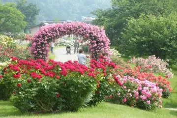 <p>Another view of the floral arch. And to think, there are still quite a few unopened buds amongst those blooms.</p>