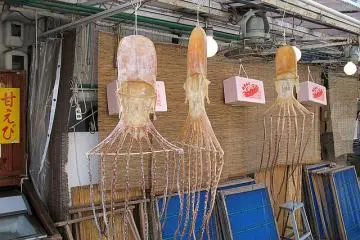 Dried Octopus in the fishing village called Amanohashidate north of Kyoto
