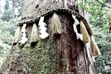 <p>In Japan, these magnificent old trees are treated as spiritual objects</p>