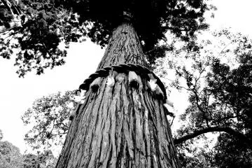 <p>A cedar in B&amp;W...also beautiful</p>