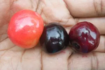 Tidak semua buah ceri sama. Anda lah yang menentukan mana yang paling manis.