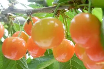Contoh buah ceri yang TIDAK boleh dipetik. Rasanya masam seperti penampakannya.