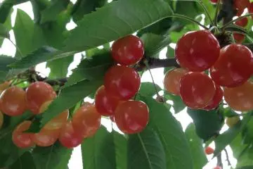 Anda dapat melihat gradasi warna merahnya. Jangan lupa aturan memetik buah ceri yang paling penting : semakin merah semakin manis rasanya!