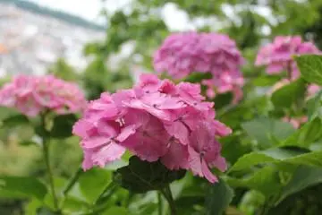 โอ้ สีชมพูช่างสวยอะไรอย่างนี้!