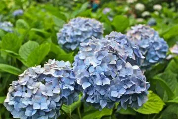 ดอกไฮเดรนเยียพันธ์ macrophylla ดอกไฮเดรนเยียพันธ์ที่เห็นกันบ่อยๆ ในสวนที่เป็นถิ่นเกิดในญี่ปุ่น 