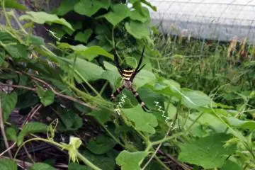 <p>A spider relaxes before the light rain</p>
