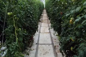 Menatap salah satu deretan tomat