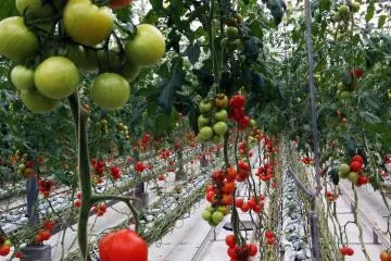Tomato Land di Iwaki