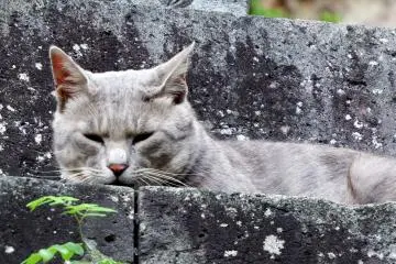 <p>The cat was glaring at me suspiciously...he must take his job seriously!</p>