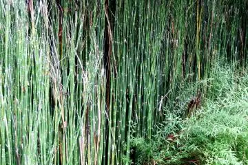 <p>What are they? Bamboo children?</p>