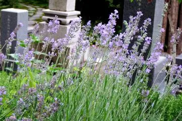 <p>Purple flowers fluttering in the wind in a silent cemetery</p>