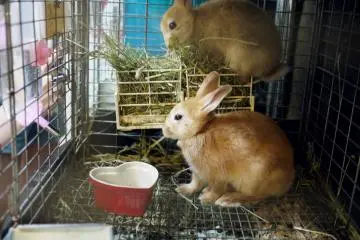 Ra.a.g.f Rabbit Café, Harajuku [Đóng]