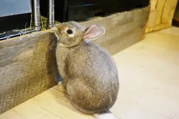 <p>He wanted to go back to his cage to rest a little.&nbsp;</p>