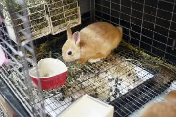 <p>A baby rabbit having a drink.&nbsp;</p>