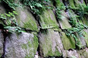 <p>Even the moss-covered stone walls look sad</p>
