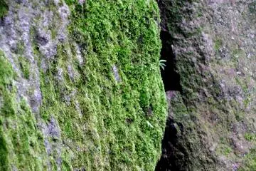 <p>Close-up of moss on the stone wall</p>