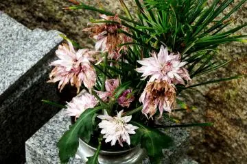 <p>...as though withered flowers were reflecting the mother and son's sad fate</p>