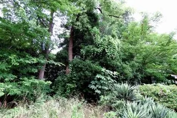 <p>And there is a mysterious bush here</p>