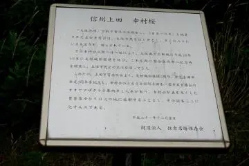 덤불에는 오사카에서 사나다 유키무라의 인기를 설명하는 표지판이 있었다. 그는 1614년과 1615년 오사카에서 도쿠가와 와의 전투에서 도요토미의 편에서 용감하게 싸웠다. 나가노현 우에다시는 도요토미 히데요시를 안치하고 그가 싸운 오사카 성에 가까운 호코쿠 신사에 심을 벚나무를 기증했다. 벚나무는 사나다 유키무라의 벚나무로 불린다