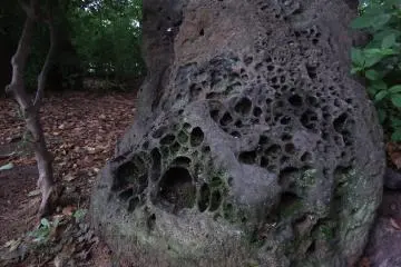 <p>Curious looking stone which has a lot of holes dug by...what? rain drops?</p>