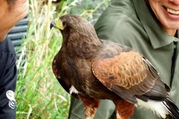 <p>The falconers were smiling at each other, but if I was one of them and a falcon was on my arm, I would have been frozen with fear!</p>