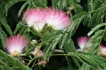 <p>I don't know what this is, but they have a unique texture</p>