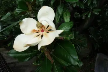 <p>White flower turning yellow</p>