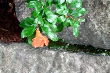 <p>Orange flower blooming alone hanging from the stone wall of Osaka Castle</p>