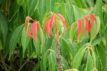 <p>Red leaves in green</p>