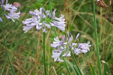 <p>Lilies in the field</p>