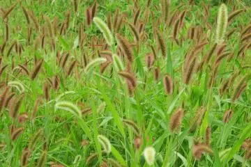 <p>Brown tufts fluttering in the wind</p>