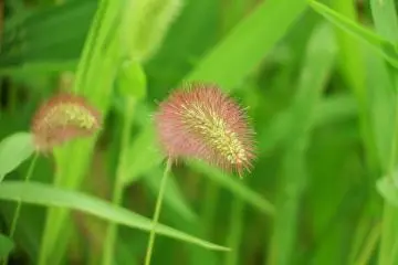 <p>So delicate!</p>