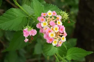 <p>Pink and yellow flower...what is this?</p>