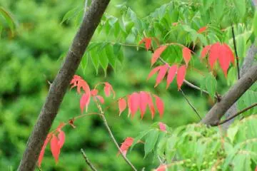 <p>Red and green leaves on a branch</p>